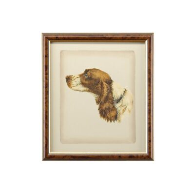 Danchin Cocker Spaniel