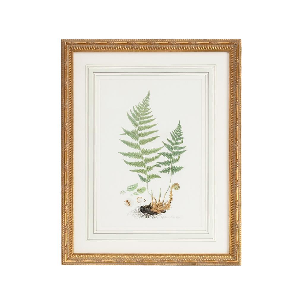 Curtis Ferns II 1 Curtis Ferns II