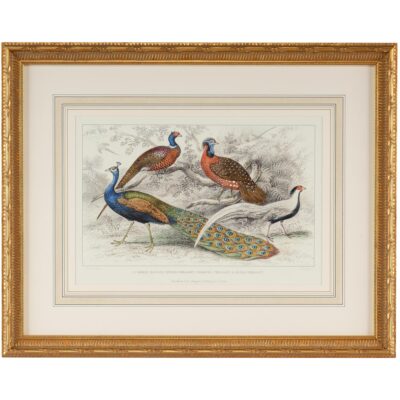 Peacock & Pheasants