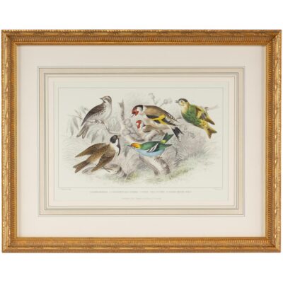 Gold Finch Bunting & Wrens