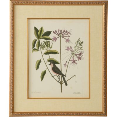 Catesby Bird & Botanical I
