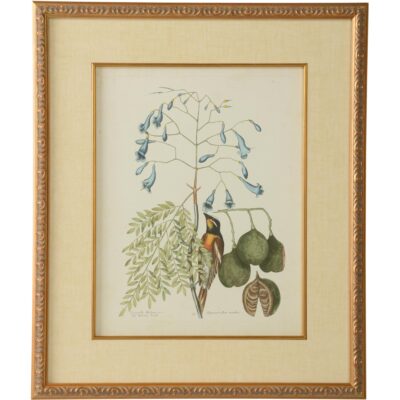 Catesby Bird & Botanical II