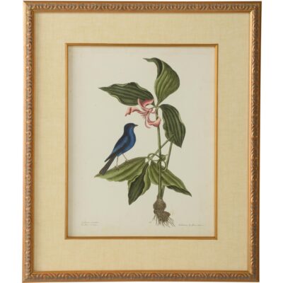 Catesby Bird & Botanical IV