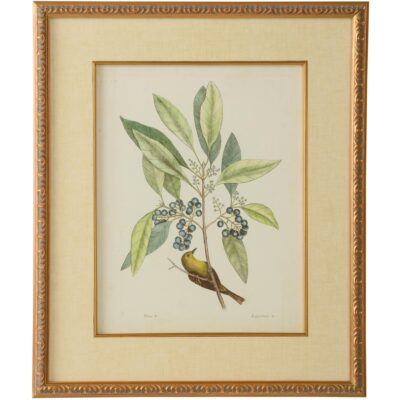 Catesby Bird & Botanical V