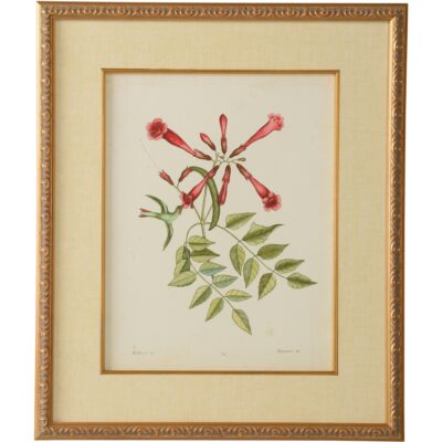 Catesby Bird & Botanical VI