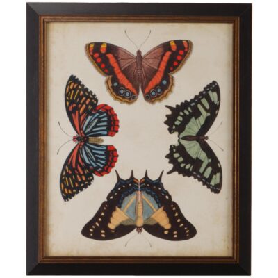 Display Of Butterflies IV