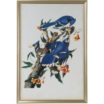 Audubon Blue Jay I