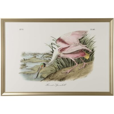 Roseate Spoonbill