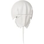 Horseshoe Crab Sconce - White 70216 70216 C