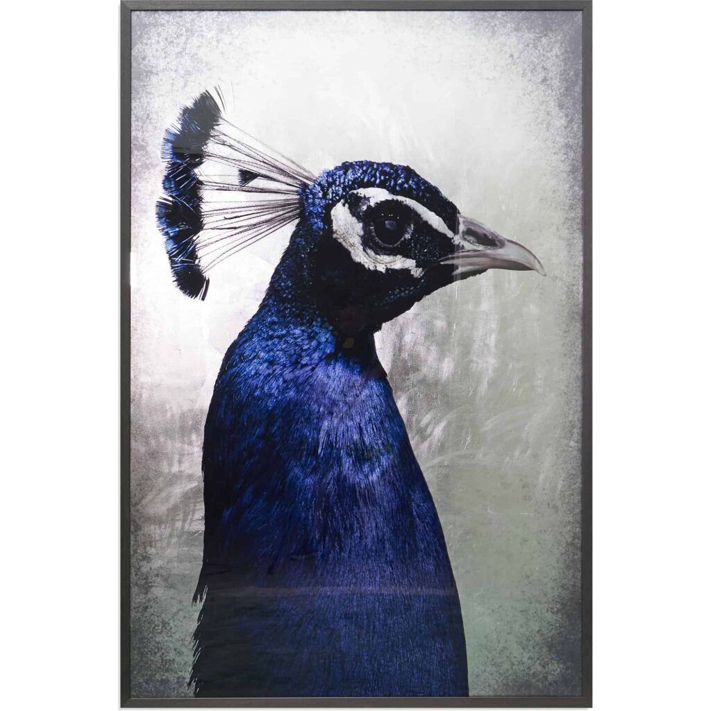 The Peacock - 48" X 72" - Charcoal Frame