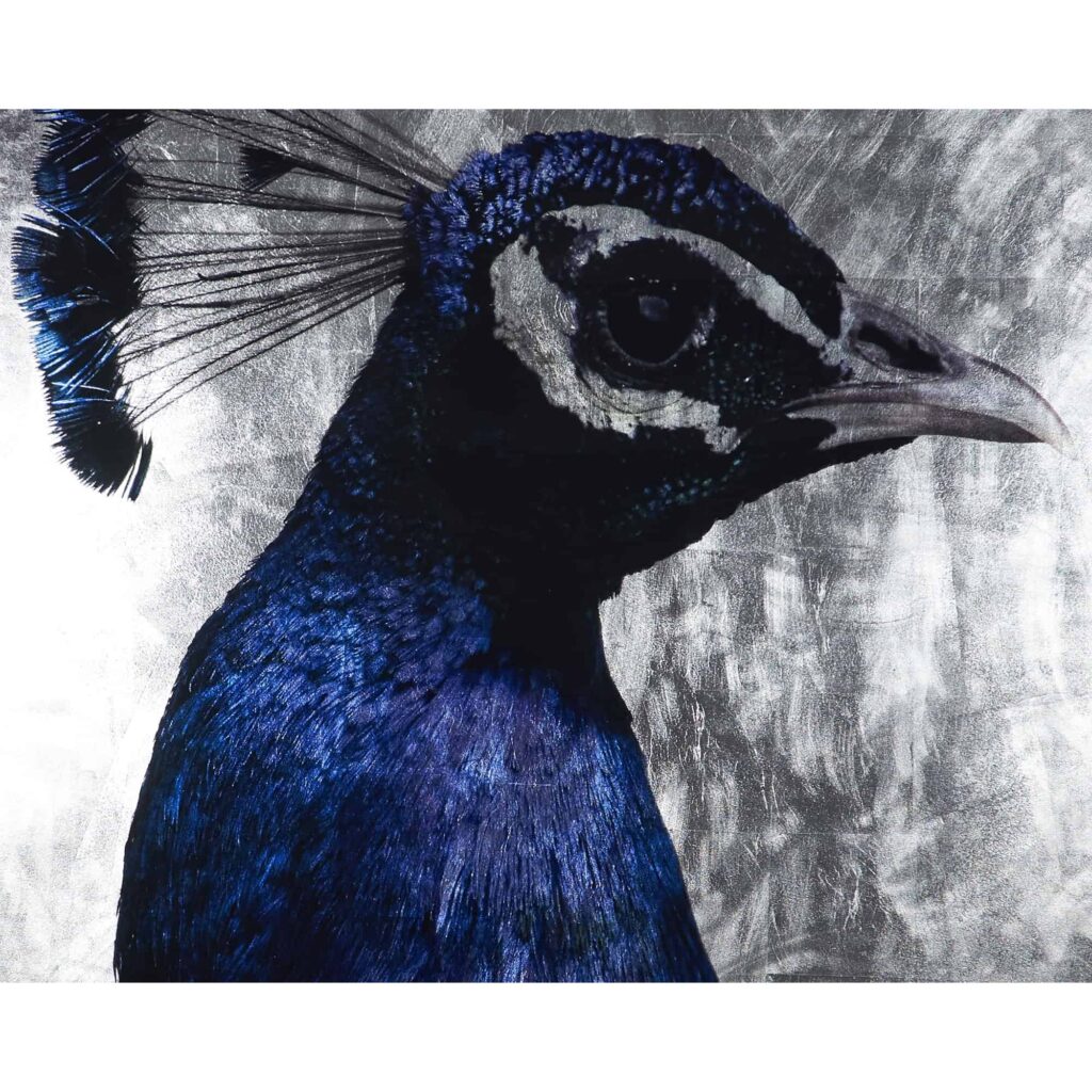 The Peacock - 48" X 72" - Charcoal Frame - Image 3