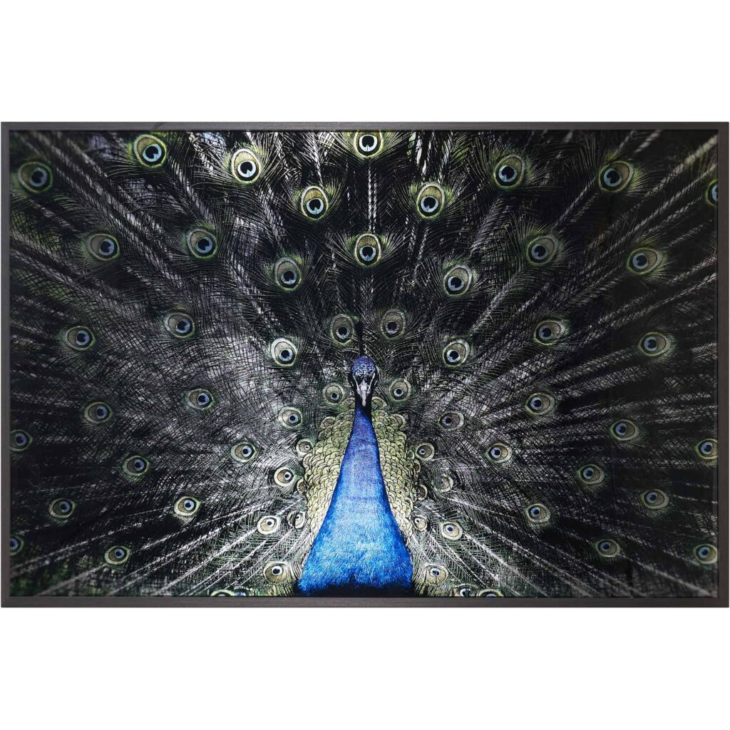 Brilliant Plumage - 72" X 48" - Charcoal Frame