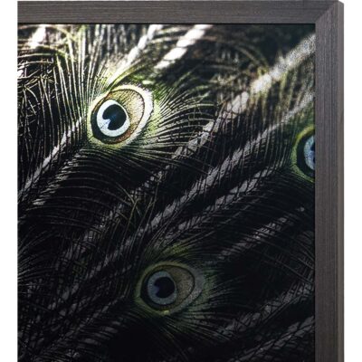 Brilliant Plumage - 72" X 48" - Charcoal Frame A0265 A0265 BRILLIANT PLUMAGE 6