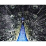 Brilliant Plumage - 72" X 48" - Charcoal Frame 7 Brilliant Plumage - 72" X 48" - Charcoal Frame A0265 A0265 BRILLIANT PLUMAGE 8