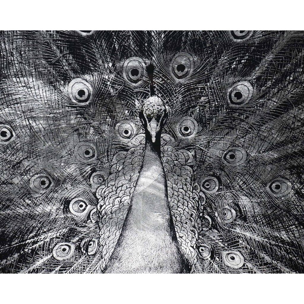 Silver Plumage - 72" X 48" - Charcoal Frame - Image 3