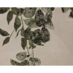 Botanical Study Ii - 18.5" X 31" - Natural Floater Frame 12 Botanical Study Ii - 18.5" X 31" - Natural Floater Frame - Image 6